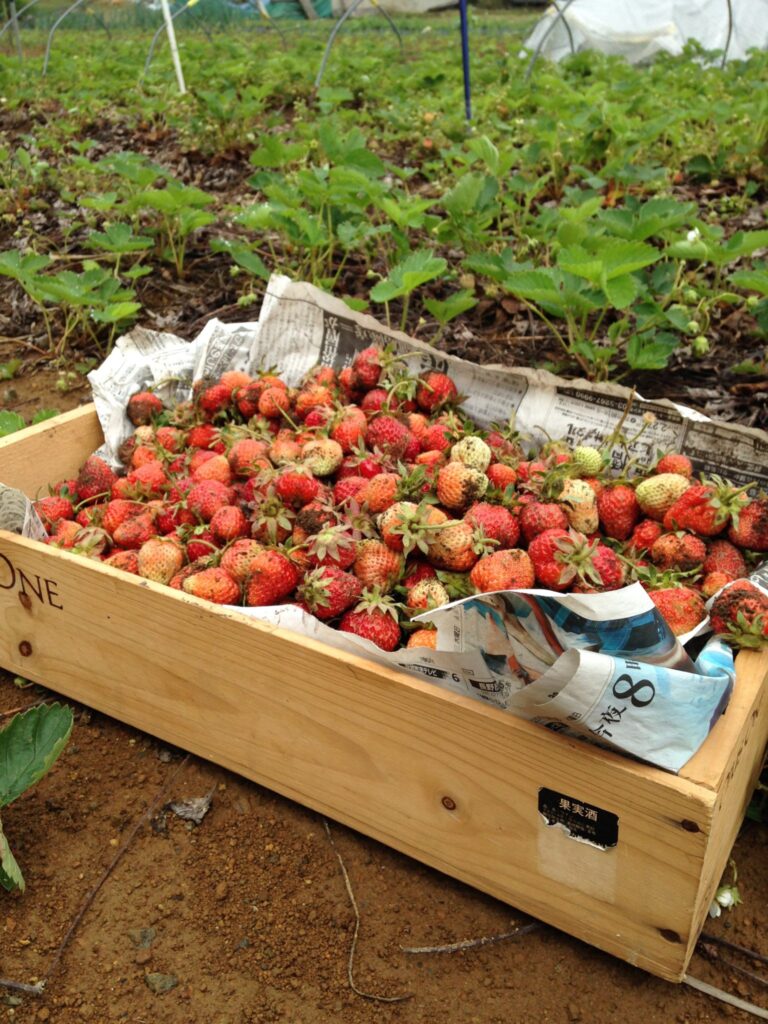 今年も苺いっぱい頂きました〜