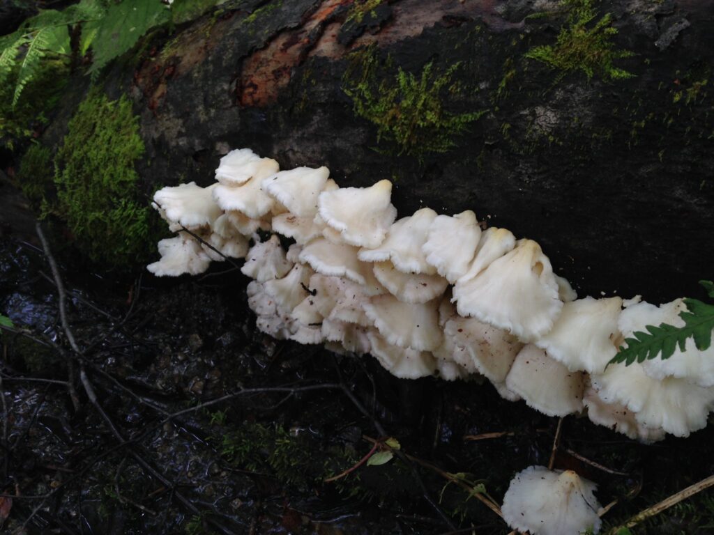 そろそろ山のキノコの季節